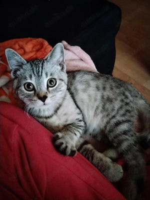 Kitten 3 Monate