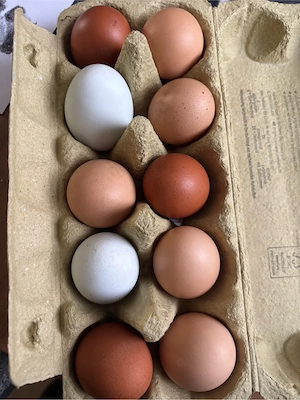 Frische Eier Freiland Eier