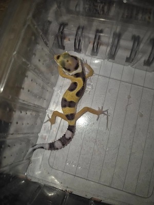 leopardgecko von diesem jahr 