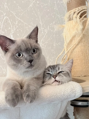  Britisch Kurzhaar Tabby Kitten sucht liebevolles Zuhause 