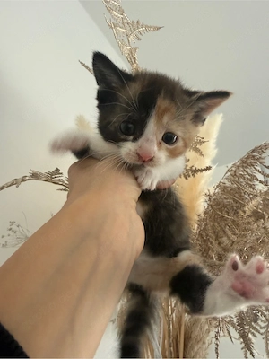 Europäisch kurzhaar kitten 