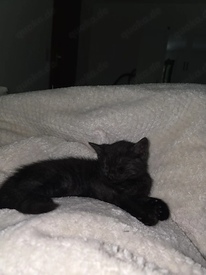 Babykatze 