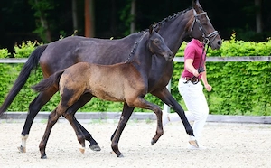 Staatsprämienstute Quaterback x Sandro Hit,dressurpferd, Zuchtstute 