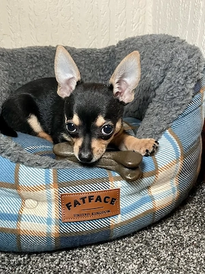Liebevoller Chihuahua-Welpe sucht ein neues Zuhause