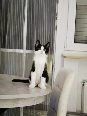 Pesermix Katze 