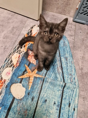 Reinrassiges bkh kitten mädchen in black smoke