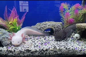 4 Axolotl Suchen Neues Zuhause