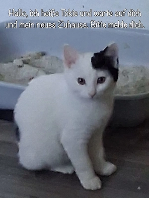 Katzen in liebevolle Hände abzugeben 