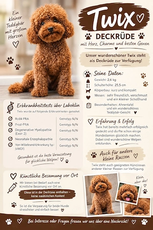 toypudel Deckrüde KEIN VERKAUF Malteser maltipoo havanser goldene Retriever labrador usw