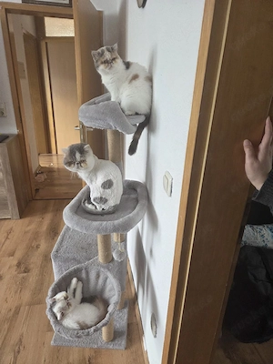 Deckkater Lucky