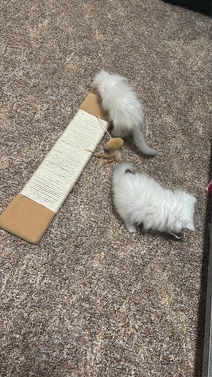2 wunderschöne perser mix kitten