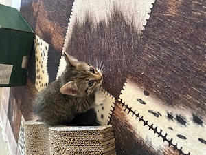3 kitten zumverkaufen  Für jede 100 euro V. B