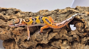 Wunderschöne Leopardgeckos 2026 abzugeben super zahm