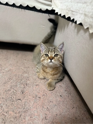 Britischkurzhaar kitten