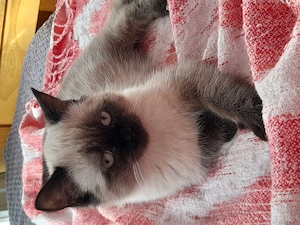 Sehr liebes Britisch Kurzhaar Baby Katerchen