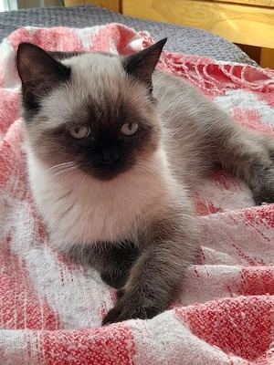 Sehr liebes Britisch Kurzhaar Baby Katerchen