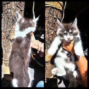 Maine Coon Kitten mit Stammbaum