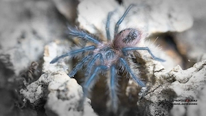 Grammostola grossa 