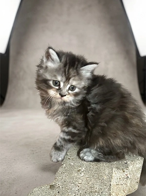 Reinrassige Britisch-Kurzhaar Langhaar-Kitten suchen ein liebevolles Zuhause