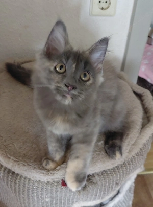 Bunte Main Coon Lady 