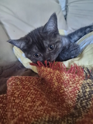 BKH Katze 