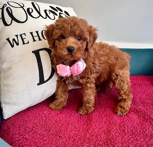 Toy-Pudel-Welpen, Hunde