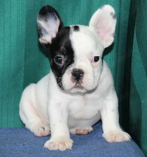Französische Bulldogge