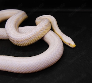 Kornnatter Coral Snow Tessera Motley het Hypo 0.1 DNZ 2022