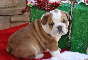 Englische Bulldogge