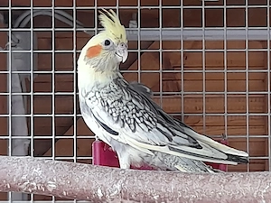 nymphensittiche 
