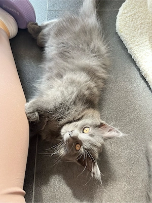 Wundervolle Maine Coon Kitten