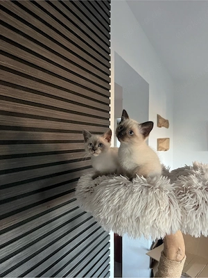 Siam Kitten