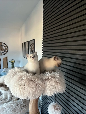 Neva Masquarade Sibirische Katze 