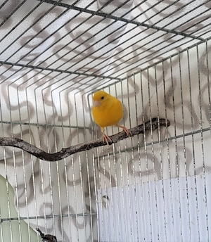 Für Kanarienvogel liebevolles Zuhause gesucht