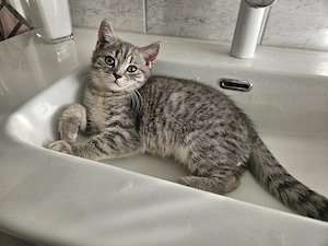 Wunderschönen BKH Kitten, sb sofort abgabebereit 