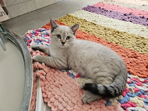 Wunderschönen BKH Kitten, ab sofort abgabebereit 