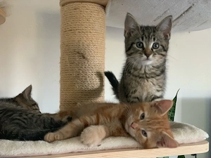 Russisch Blau vs. Maine Coon Kitten Kätzchen Babykatze