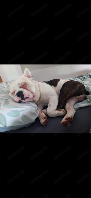 Französisch Englische Bulldogge