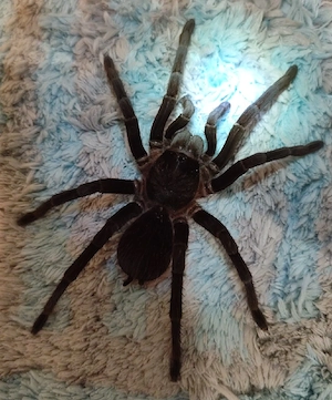 Sericopelma rambala adult 