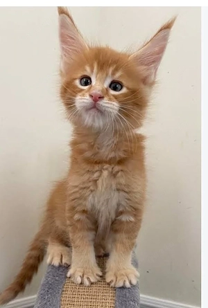 Verschmuste Maine-Coon-Kätzchen