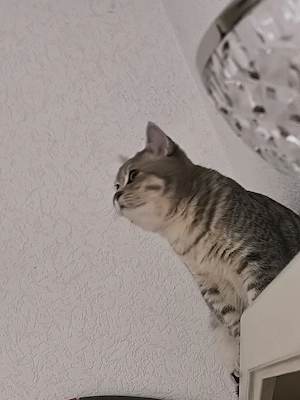 BKH - Katerchen abgabebereit  Bild 6