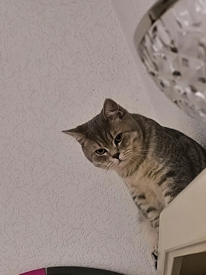 BKH - Katerchen abgabebereit 
