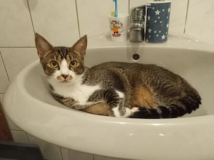 zwei junge Katzen