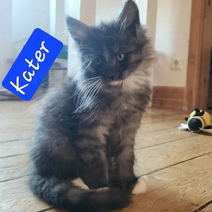 Maine coon Babys - Abgabebereit 