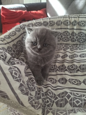 bkh reinrassiger kitten Junge