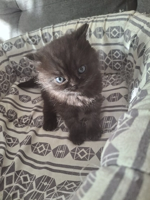 bkh reinrassiger kitten Junge