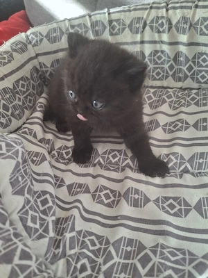 bkh reinrassige kitten Mädchen