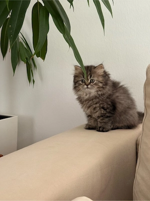 Perser Kitten 