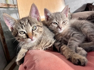 Kätzchen, Katzenbabys, Kitten 
