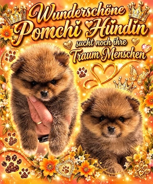 1 Wunderschöne Pomchi Hündin!